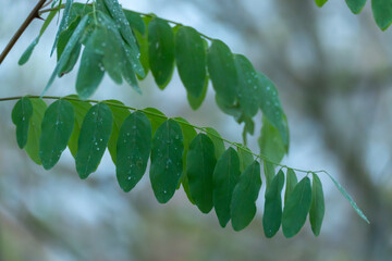 Close-up of fresh green compound leaves with raindrops clinging to the surface. The delicate...