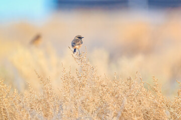 Obraz premium European Stonechat perched on a dry grassy field.