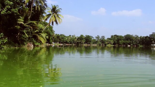 Mystical blue pond surrounded by green trees and birch trunks, peaceful and calm. Fragment of pond overgrown with reeds.