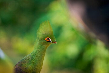 Schalow's Turaco bird with a orange eye and a green head.