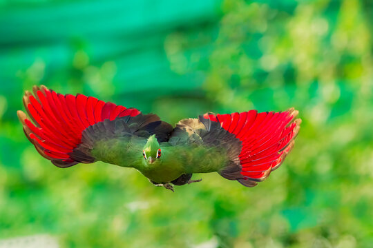 Schalow's Turaco bird with a orange eye and a green head and red wings.