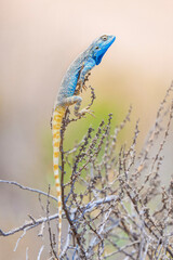 A blue lizard is perched on a branch of a bush.