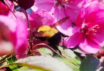 bee on pink flower