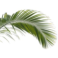 Obraz premium Isolated palm leaf frond on white background, tropical green foliage