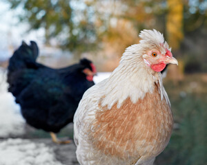 A crested white and brown chicken stands in snowy terrain, a dark chicken blurred in the background. This winter farm scene features poultry outdoors.