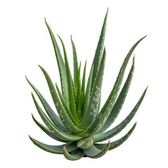 Fototapeta premium Aloe vera plant with fleshy green leaves isolated on white background