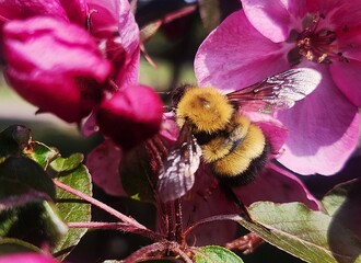 bee on a flower