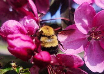 bee on a  pink flower