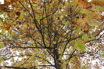 Yellow, brown and green leaves in autumn. Look up at a tall tree with colorful foliage in natural forest. 