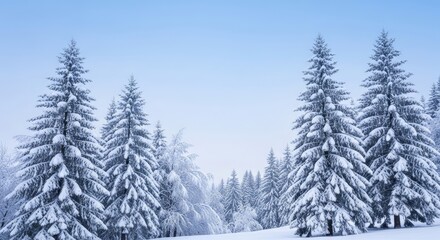 Snow covered evergreen trees under a pale blue winter sky landscape