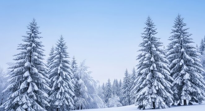 Snow covered evergreen trees under a pale blue winter sky landscape