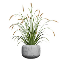 Potted ornamental grass with feathery seed heads. 3d rendering, cut out transparent