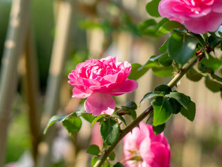 Beautiful roses blooming in summer