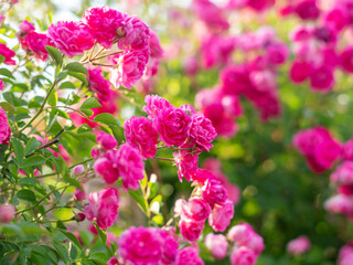 Beautiful roses blooming in summer