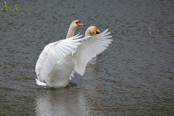 Two mute swans with outstretched wings on a calm lake