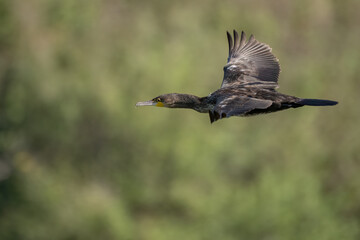 Great cormorant soaring gracefully through the air with wings spread wide