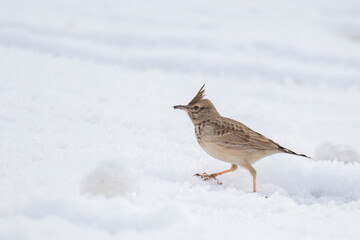 Crested lark walking in the snow, a beautiful bird in its natural habitat