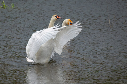 Two mute swans with outstretched wings on a calm lake