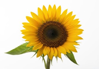 Obraz premium Bright yellow sunflower with green leaves isolated on white background