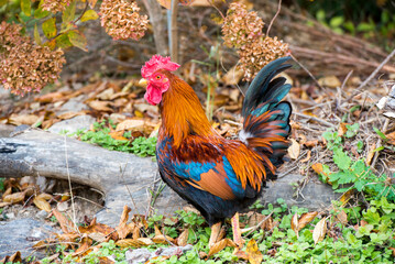 수탉의 당당한 포즈
