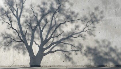 Shadow of a Leafless Tree on a Gray Concrete Wall Surface