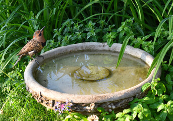 A bird in the garden, Sainte-Apolline, Québec, Canada