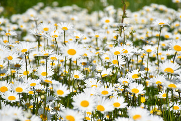 A field of blooming daisies, Sainte-Apolline, Qu&eacute;bec, Canada