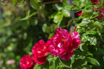 初夏の緑に調和する赤いバラ