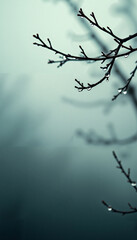 Tree branches with raindrops against a foggy background  