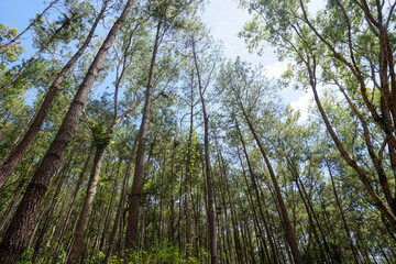 View of a pine forest with lush, towering trees 