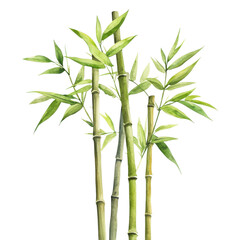 Bamboo stalks and leaves on transparent background