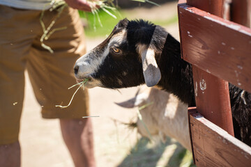 人からエサを貰うヤギ