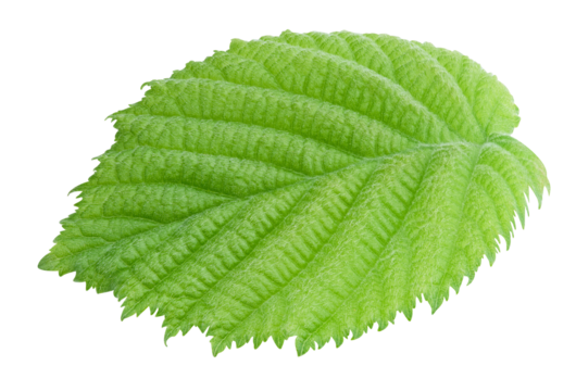 Hazelnut green leaf isolated on transparent background. Leaf PNG - Powered by Adobe