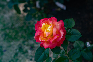 赤とオレンジ色の初夏のバラ