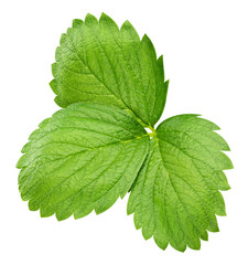 Strawberry leaves isolated on transparent background. Leaves Strawberry PNG. Strawberry full macro