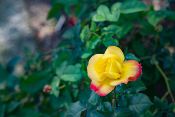 黄色と赤と緑が調和する黄色のバラ