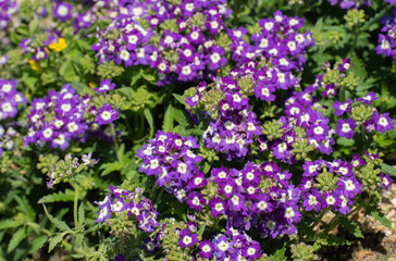 春の公園に咲く紫のパンジー