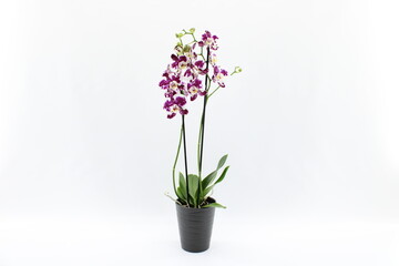 Phalaenopsis, Orchid, Ceramic Pot
