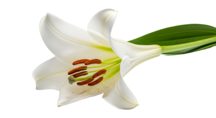 Close up of a white lily flower isolated on transparent background, showcasing its delicate petals and intricate details