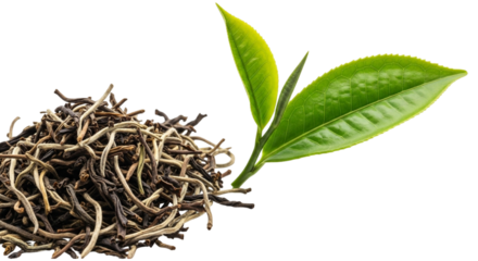 Pile of golden tips tea leaves with fresh green tea leaves isolated on transparent background