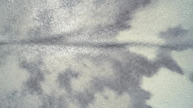 Zooming on a Grey Seal Fur Close Up Texture Surface