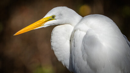 Great Egret portrait and catching fish