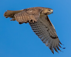 Red Tail Hawk in flight