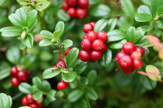 Ripe wild cranberries, High Tatras, Slovakia.