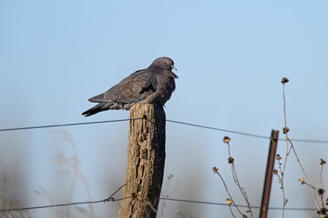 Picazuro Pigeon, La Pampa province , Argentina.