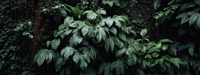 Lush green foliage, dark and dense