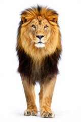Fototapeta premium Majestic Male Lion Portrait on White Background - Powerful Wildlife Image