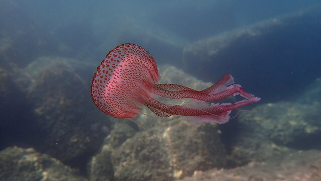 Mauve stinger or night-light jellyfish, phosphorescent jellyfish (Pelagia noctiluca) undersea, Ligurian Sea, Italy, Imperia