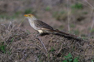 Guira Cuckoo in Calden Forest environment, La Pampa, Patagonia,  Argentina