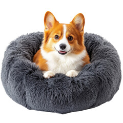 Corgi in a fluffy bed on transparent background